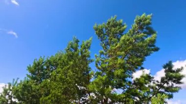 Ağaçlar mavi gökyüzünün altında usulca sallanıyor.