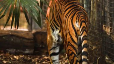 Kaplan yürüyor ve etrafını keşfediyor.