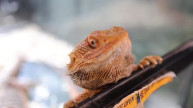 Sakallı bir ejderha teraryumun kenarına tünemiş merakla bakıyor. Parlak ışıklandırma desenli pullarını vurgular