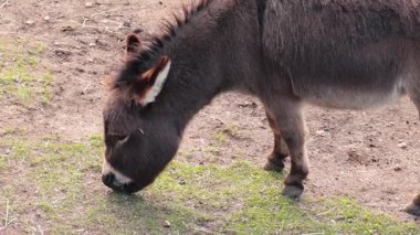 Ballarat 'ta ot yiyen bir eşek, Victoria.