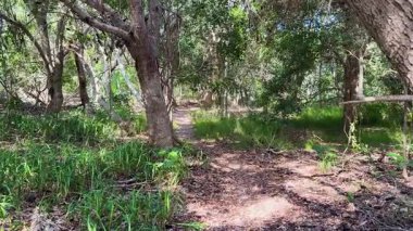 Kuzey Yeni Güney Galler, Avustralya 'da güneşli bir orman yolu boyunca huzurlu bir yolculuk, yemyeşil ve sakin bir çevre sergiliyor.