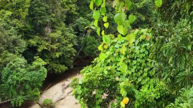 Drone görüntüleri, Avustralya 'nın Port Douglas kentindeki Daintree yağmur ormanlarının yoğun ve canlı yeşilliklerini yakalar.