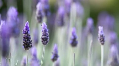 Lavanta çiçekleri rüzgarda hafifçe sallanıyor.