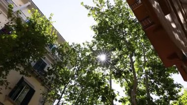 Napoli kentindeki ağaçların arasından süzülen güneş ışığı