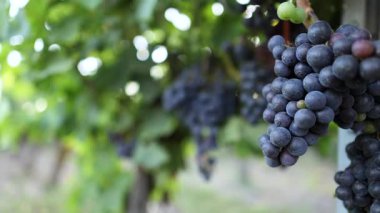 Üzüm bağındaki üzümlere yakın çekim