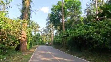 Ormanda dolambaçlı bir yol boyunca manzaralı bir yolculuk