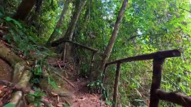 Ahşap merdivenler, gür orman manzarasında dönüyor.