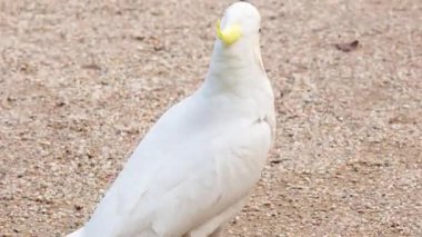 Çakıl yolunda yürüyen bir papağan.