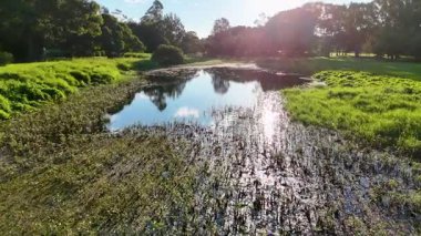 Altın Sahil, Avustralya 'da altın saatinde güneşli yansımaları, yemyeşil suları ve sakin suları olan sakin sulak alanlar.