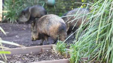 Hayvanat bahçesindeki ceviz arayıcıları.