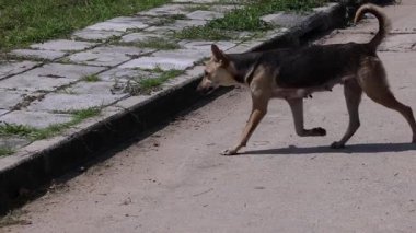 İki başıboş köpek etrafta dolanıp duruyor..