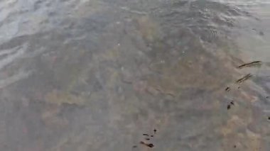 Nehirdeki kayaların üzerinden akan temiz su