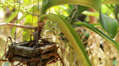 Yeşil yaprakları ve kökleri olan asılmış bir bitki güneşli bir tropikal bahçede yavaşça sallanarak sakin bir atmosfer yaratıyor.