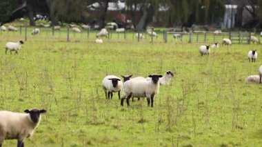 Yeni Zelanda 'daki Tekapo Gölü' nde güpegündüz yemyeşil bir tarlada huzur içinde otlayan koyunlar görülüyor.