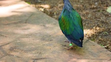 Bir Nicobar güvercini hayvanat bahçesi yolunda yürüyor