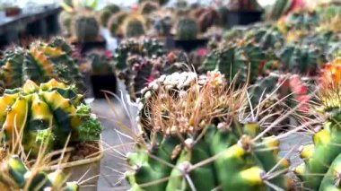 Kaktüs sera ortamında sergilendi