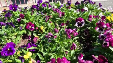 Lombardiya, İtalya 'da renkli çiçekler açıyor