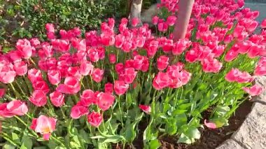 Tokyo Disneyland 'da güneş ışığı altında açan parlak pembe laleler canlı renkler ve yemyeşil renkler sergiliyor.