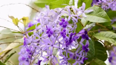 Mor çelenklere doğal ışık altında yakın çekim yaparak canlı renklerini ve yemyeşil yapraklara karşı hassas yapılarını vurguluyorlar.