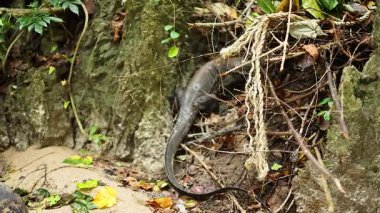 Kertenkele Krabi 'de bir ağaca tırmanır.