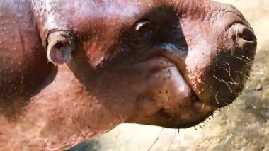 Cüce suaygırı Chonburi, Tayland 'da davranış sergiliyor.