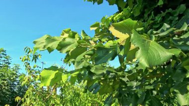 Berrak mavi gökyüzünün altında yemyeşil üzüm bağları