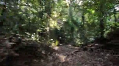 Yeşillik orman patikasında bir yürüyüş