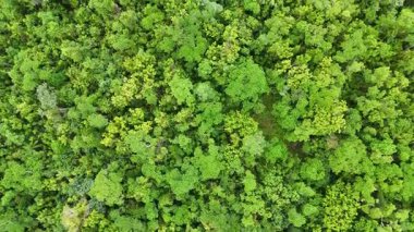 Drone görüntüleri Port Douglas 'taki yoğun ve canlı bir yağmur ormanının yeşil gölgesini görüntüler, çeşitli yeşillikler ve doğal güzellikler sergiler.