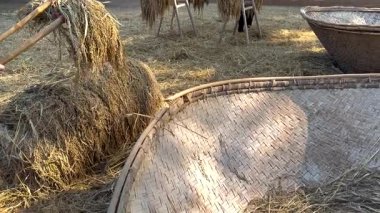 Kırsal Khao Yai 'de pirinç harmanlama işlemi