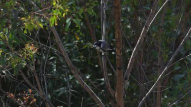 Yağmur ormanlarındaki ağaçlara tünemiş kasap kuşu