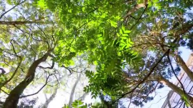 Parlak güneş ışığı altında yemyeşil ağaçlar