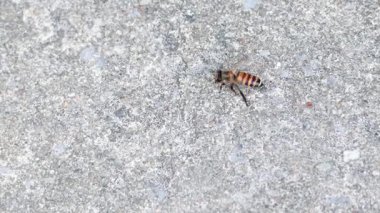 Arı 2024 Nisan 'ında Bangkok' ta çimentoda ilerliyor.