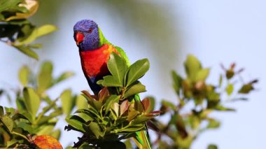 Renkli lori yapraklı dala tünemiş.