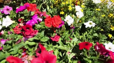 Yeşillik bir bahçede canlı çiçekler.