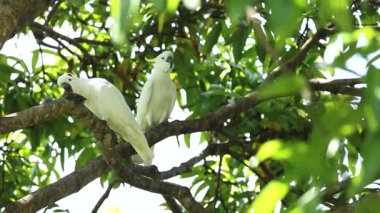 İki kakadu bir ağaca tünemiş ve etkileşim halindeydiler.