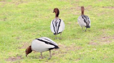 İki ördek otlak arazide yiyecek arıyor.