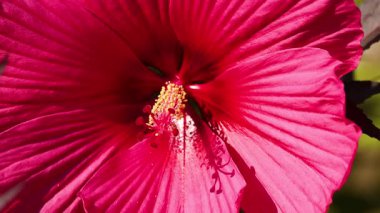 Canlı bir amber çiçeğinin detaylı görüntüsü