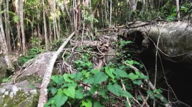 Uzun ağaçları ve yeşillikleri olan yemyeşil bir orman.