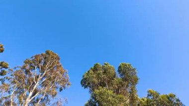 Açık mavi gökyüzüne karşı okaliptüs ağaçları