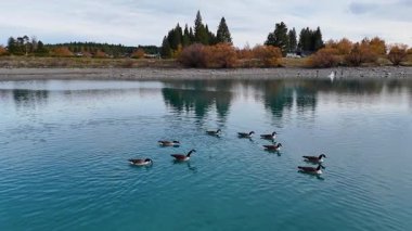 Kanada kazları, sonbahar yapraklarıyla çevrili turkuaz bir buzul gölünde süzülür, sakin bir hava manzarası ile yakalanır.