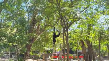 Gibbon zarif bir şekilde yemyeşil ağaçların arasında sallanıyor.