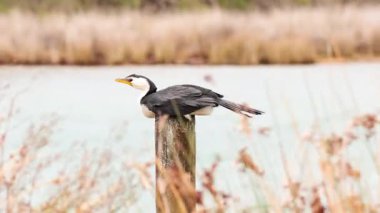 Büyük Okyanus Yolu boyunca doğal ışıkta yakalanan kıyı bitkileriyle çevrili bir direkte küçük bir fareli köyün karabatak dengesi.