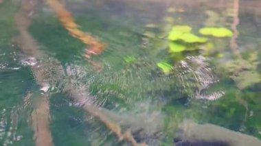 Dalgalanmalar berrak su kanalında su altında görülebilen kökler.