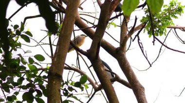 Balıkçıl Vietnam 'da dalların arasına tünemişti.