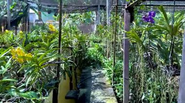 Canlı bir Bangkok bahçesinde yemyeşil orkideler