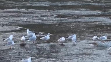 Martılar yüzer ve dalgalı suyun üzerinde uçar.