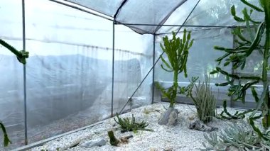 Bangkok pazarında bir serada kaktüs