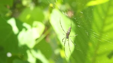 Örümceğin ördüğü ağ, Khao Rang Bakış Açısı, Phuket 'te güneş ışığında canlı yeşil yaprakların arasındadır.