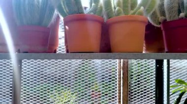 Kaktüs ve sulular sera raflarında sergilenir