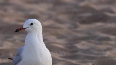 Martı kumlu sahilde duruyor, etrafa bakıyor.